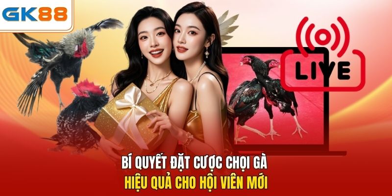 Bí quyết đặt cược chọi gà hiệu quả cho hội viên mới